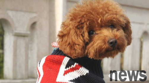 Dogs suitable for girls, you can get to know these types of dogs