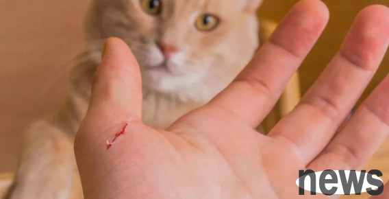 Do cats need injections if they stop bleeding? The shoveler will take a look