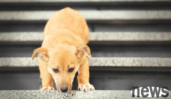Don t want your dog to become paralyzed, these 6 things are best not to do