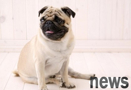 How to treat the puppy s hind feet suddenly become lame? The pet owner sees it