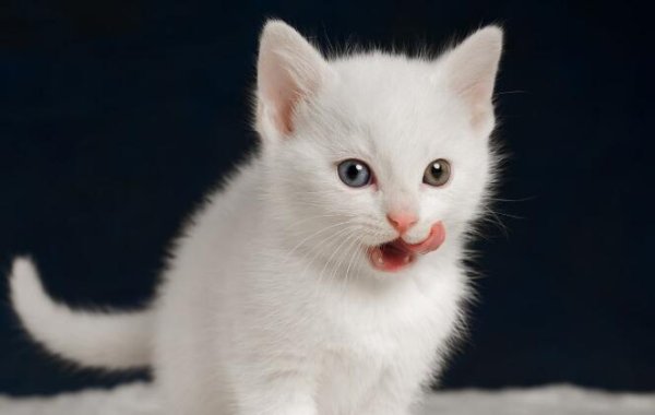 The color of a cat s fur determines its personality, do you know?