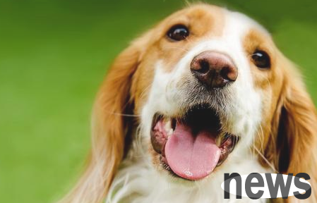 A folk remedy for getting rid of dog mouth smelly, pet owners must try it!