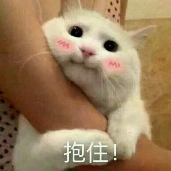 What should I do if the cat stays at home alone during the Spring Festival?