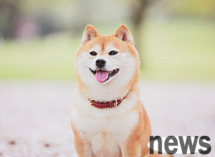 Which medicine is most effective for bad breath for dogs?
