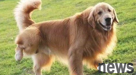 Dogs can t urinate and keep dripping? What s going on?