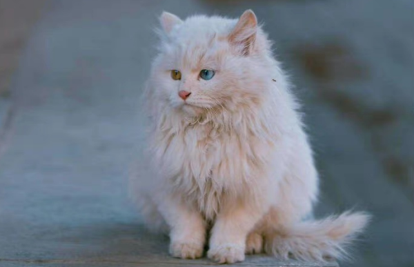 Wild cats in the Forbidden City are flooding, and more than 200 wild cats are unstoppable