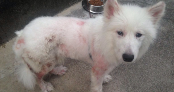 What s going on with a dog s hair loss