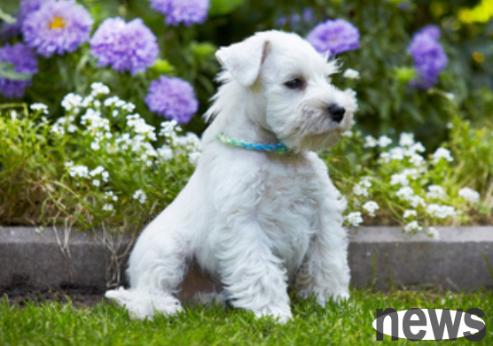 What should I eat if my dog ​​loses hair? Come and have a look