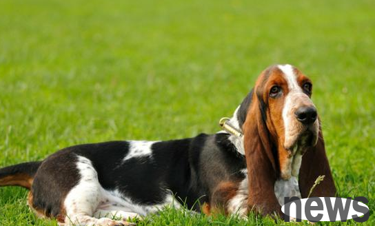 Which dog is suitable for you? Check out this article!