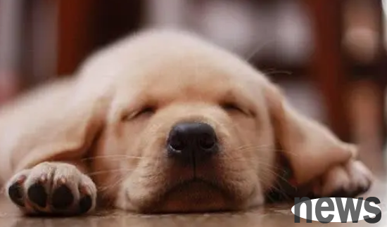 What should be paid attention to when treating dog sterilization surgery? A few must-see FAQs!