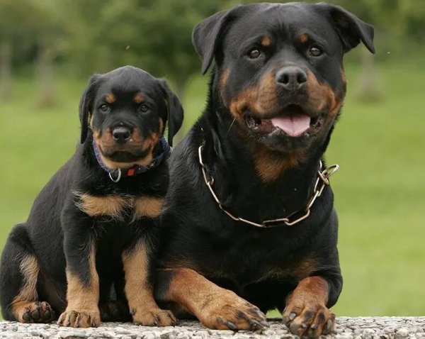 Are there three types of guard dogs suitable for family feeding?