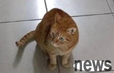 The owner lost the cat and cried anxiously, kindly feeding the stray black cat, but accidentally found a clue