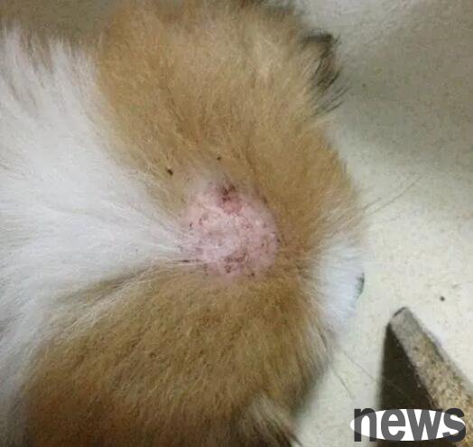 Is it a skin disease if the dog has a serious hair loss?