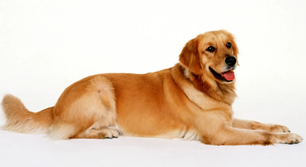 What are the symptoms and treatment methods for dog parvovirus? How to deal with small dogs?