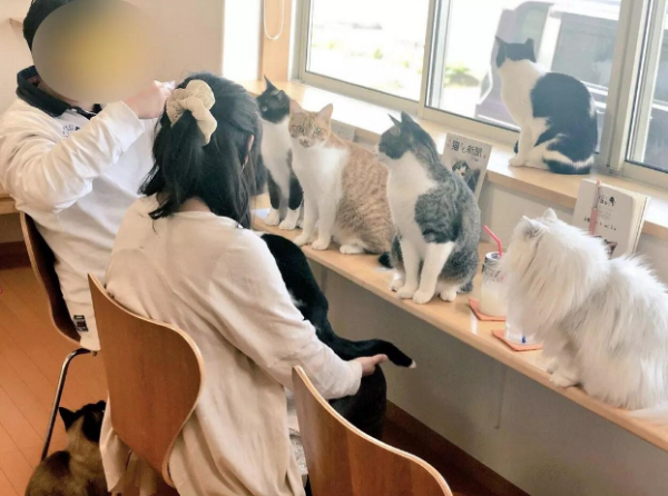 The massage shop hired 23 cats as technicians, but they didn’t follow the rules at all, and the customer shouted to complain!
