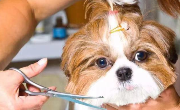 What to do if the puppy’s hair is knotted? Teach you how to quickly sort it out