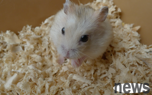 Hamster gets up to eat in the middle of the night | The little hamster is slicing out of the cage in the middle of the night and goes to steal cat food