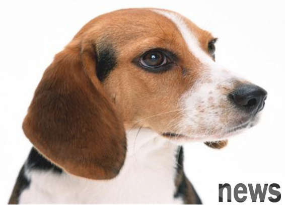 What should I do if my dog ​​has indigestion?