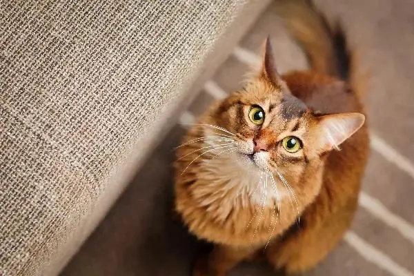 The cat wanted to see the gecko, and his father immediately turned into a cat crawler and raised the cat high to help him cushion his feet.