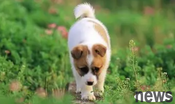 How can dogs have physical and mental health care in autumn? How should I take care of it?