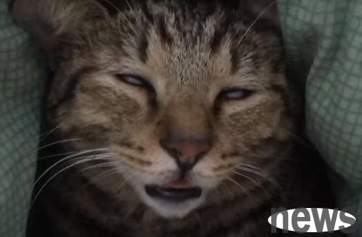 The tabby cat rolled her eyes when she was sleeping, and the owner secretly took pictures and complained, she was not serious at all.