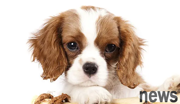 What s wrong with dog vomiting? What are the reasons?