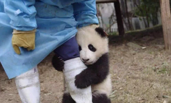 Why giant pandas like to hug breeders’ thighs? The female breeder’s answer is ridiculous