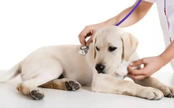 Is it useful to feed dogs with salt water to detoxify?