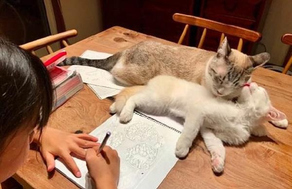 The shoveler asked the cat to supervise his daughter to draw, but the cat started fighting. The daughter said: It s too difficult for me