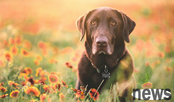 Do dogs hate these things? Have you done it all these years?