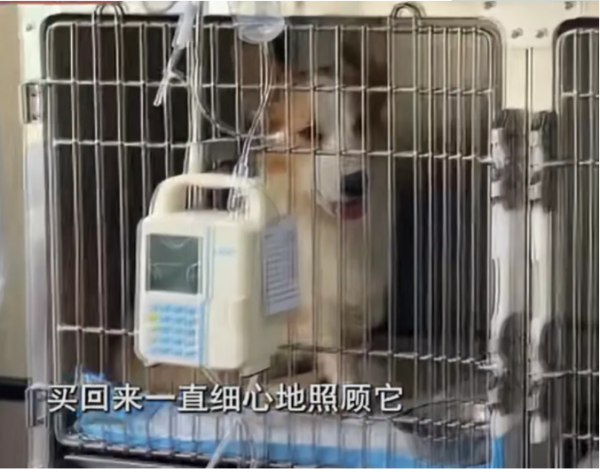 The male roommate helped raise a dog to feed cat food to the dog. The puppy was so thin that it was skinny and bone-bone, and the hostess burst into tears.