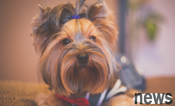 For novices to raise dogs, remember these aspects so that dogs can grow up healthily and happily!