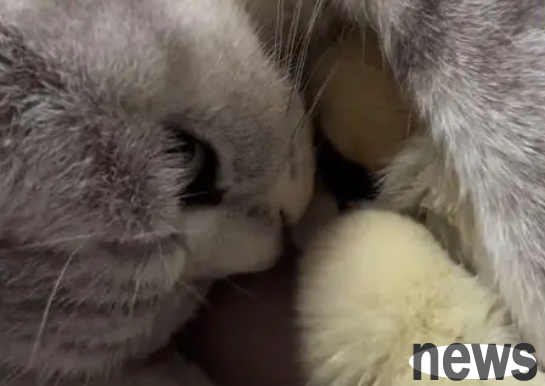 A man bought a baby chick, but the cat fell in love with him