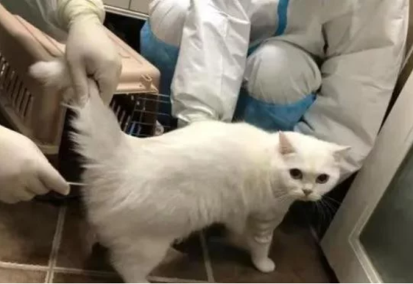 The cat owner was quarantined, and the staff became the 