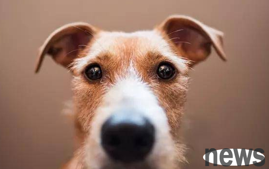 Dog eyes inflammation cannot be ignored! It is very likely to cause blindness