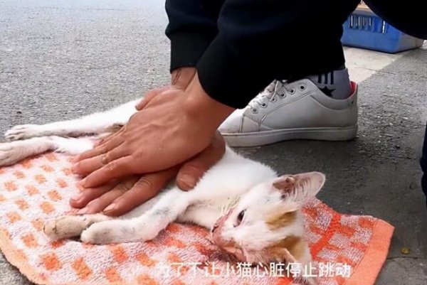 The cat hit was dying, but fortunately got help from the guy