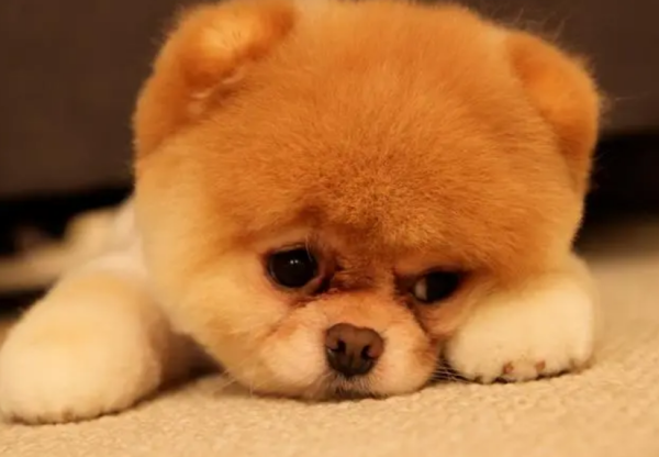 What must beginners pay attention to when raising dogs and what cannot dogs eat?
