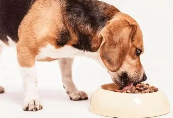 Dogs would rather be hungry than eat dog food. What should pet owners do?