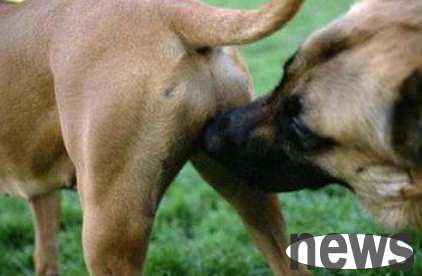 Dogs are usually in the estrus period of spring and autumn, is that true?