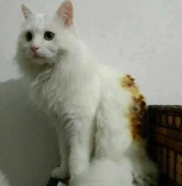 The cat was keeping heat next to the electric heating, but it was so confused that it burned itself. The owner laughed loudly when he saw it.