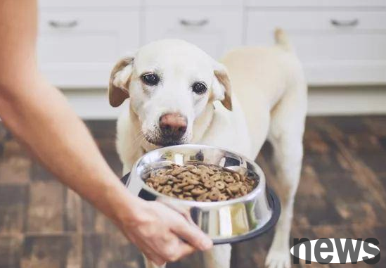 Do dogs can only eat dry food? Then you are very wrong, dogs can eat these foods