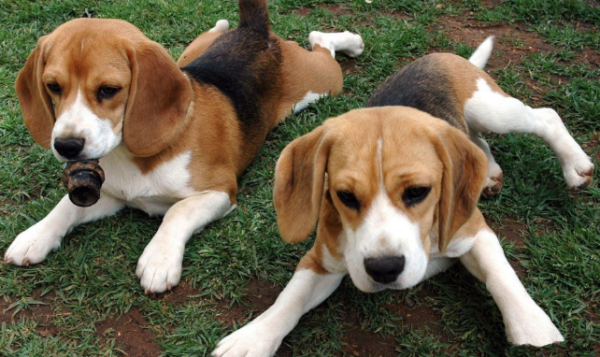 Do dogs always like to pull you with their paws? Actually, I want to tell you this