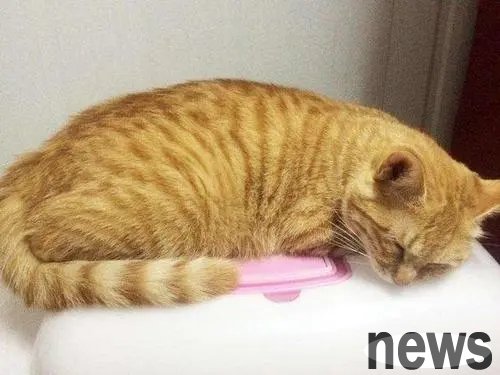 The wandering orange cat was hit by a car when picking up food on the roadside. After the veterinarian checked, he found the truth behind the orange cat s behavior!