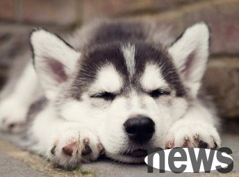 Why do dogs move to sleep for a while? I ll tell you!
