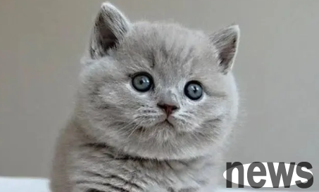 The cat went to the hospital for an X-ray, but it was pressed into a 