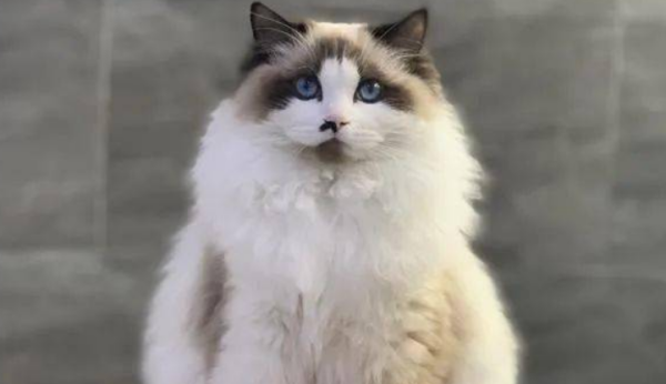 The precious ragdoll cat was placed at the door as a lucky cat. The owner: It is working to pay off its debts