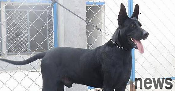 How big and heavy can a black wolf dog grow? The shovelers come and find out
