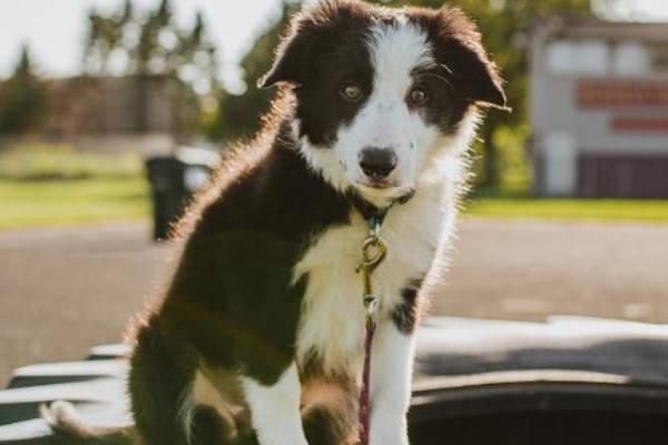 How to deal with the dog at home if it dies? Here s the answer