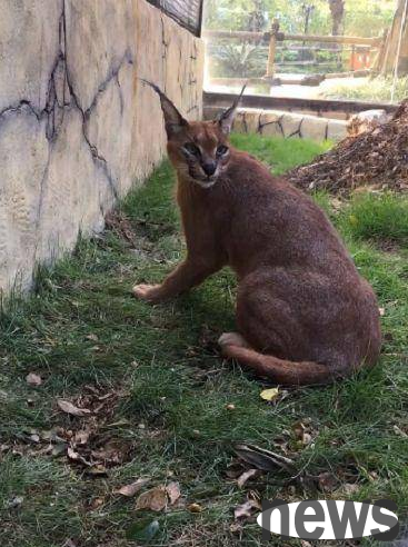 The pet owner was walking the cat outside, and passers-by walked around. Netizens said: I dare not mess with this cat