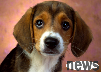 What s wrong with dogs  eyes congestion? You can learn about it here ~